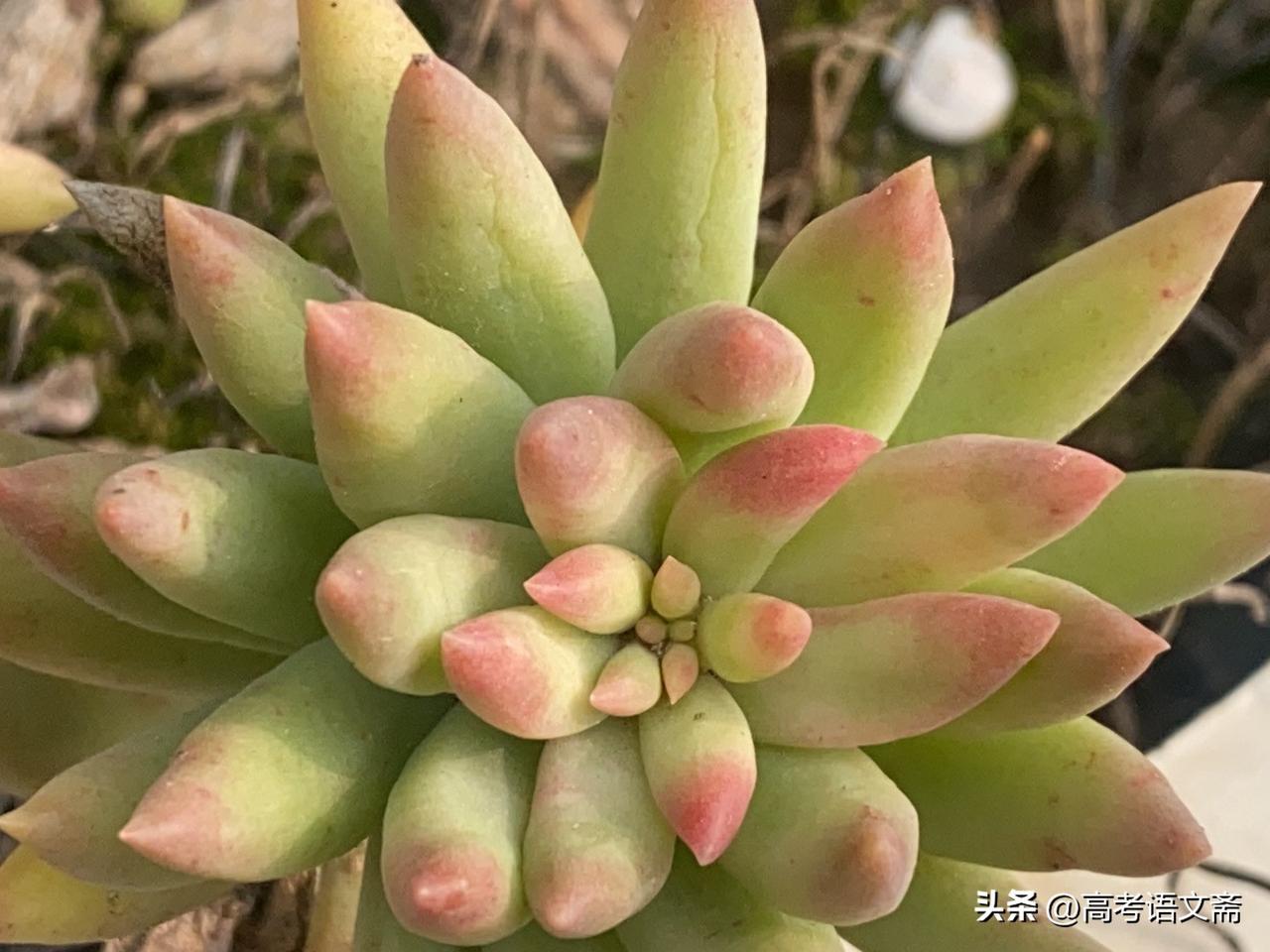 晒图笔记大赛多肉植物特写，粉嫩叶片，生机勃勃！