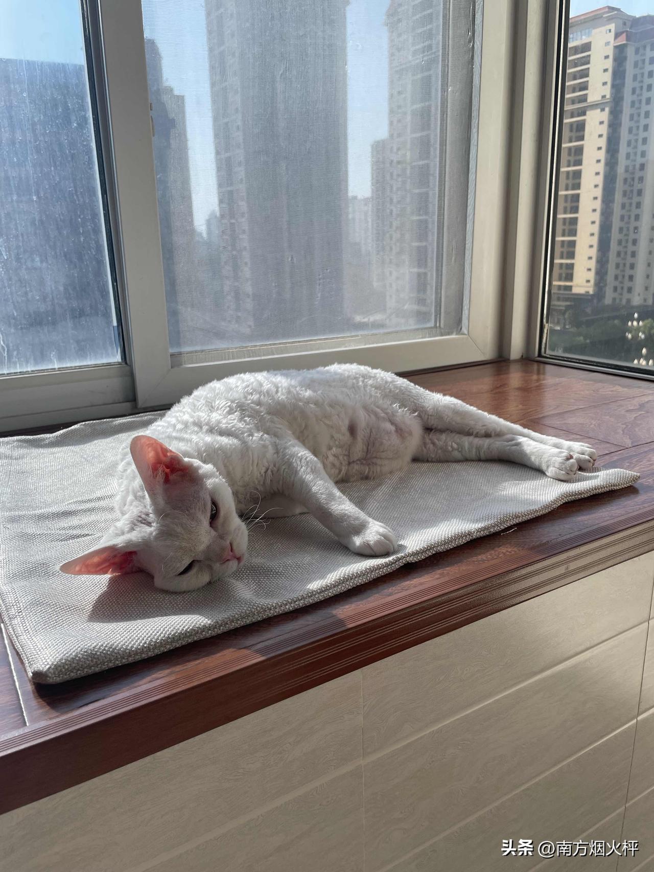 这么热的天，我家小猫咪还要在阳台上睡觉，抱进来还要去，我也是服了。