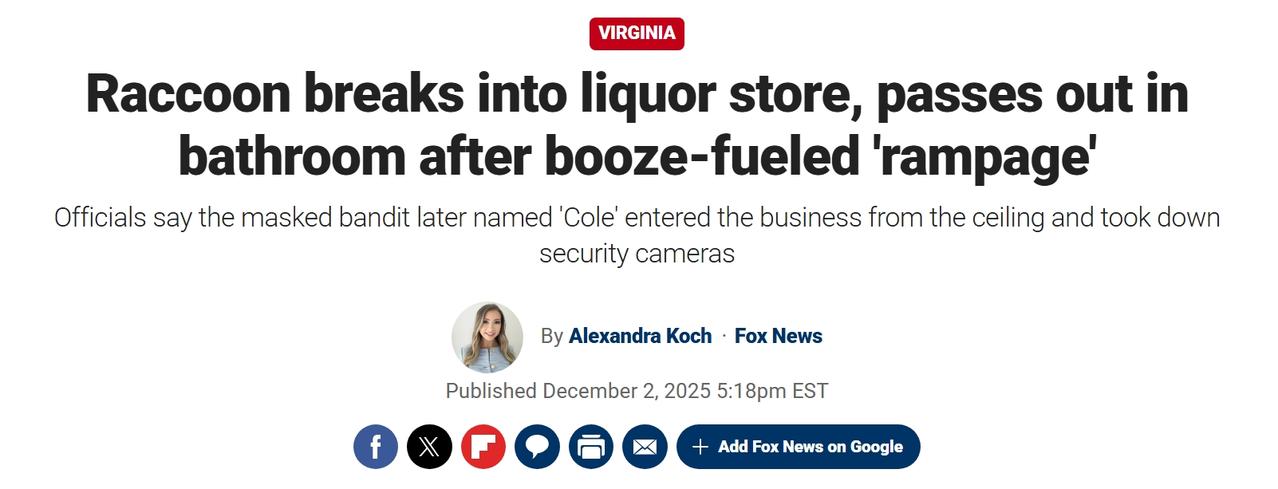 美国一只浣熊闯入酒类商店打破酒瓶喝醉，被警方拘留
黑色星期五，美国弗吉尼亚一只浣