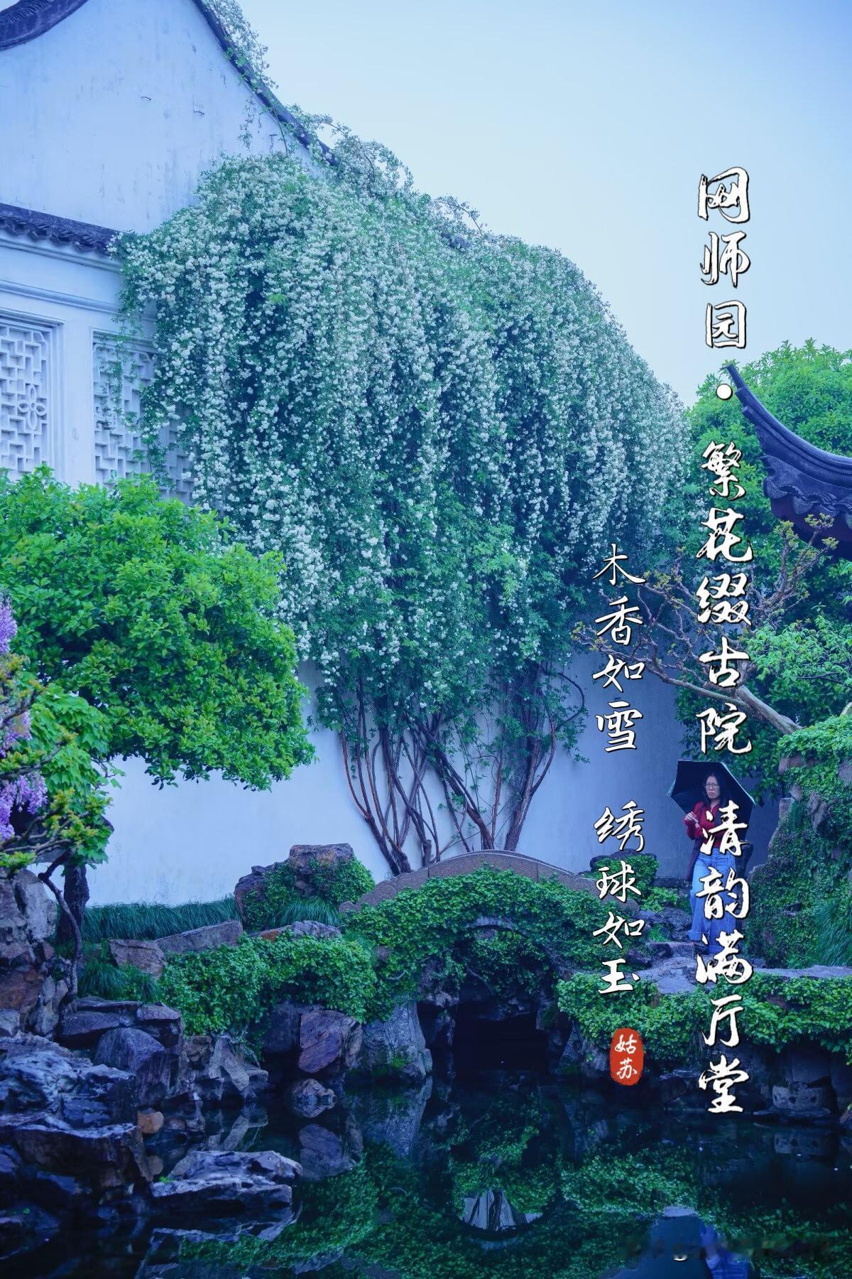 苏州网师园 ｜繁花缀古院  清韵满厅堂
 🤍 木香如雪  绣球如玉

    