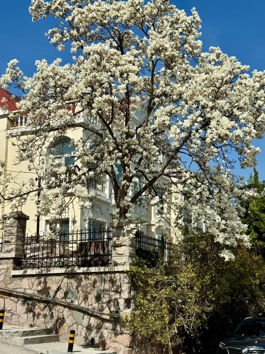 来青岛老城区citywalk！不能错过的赏🌸路线