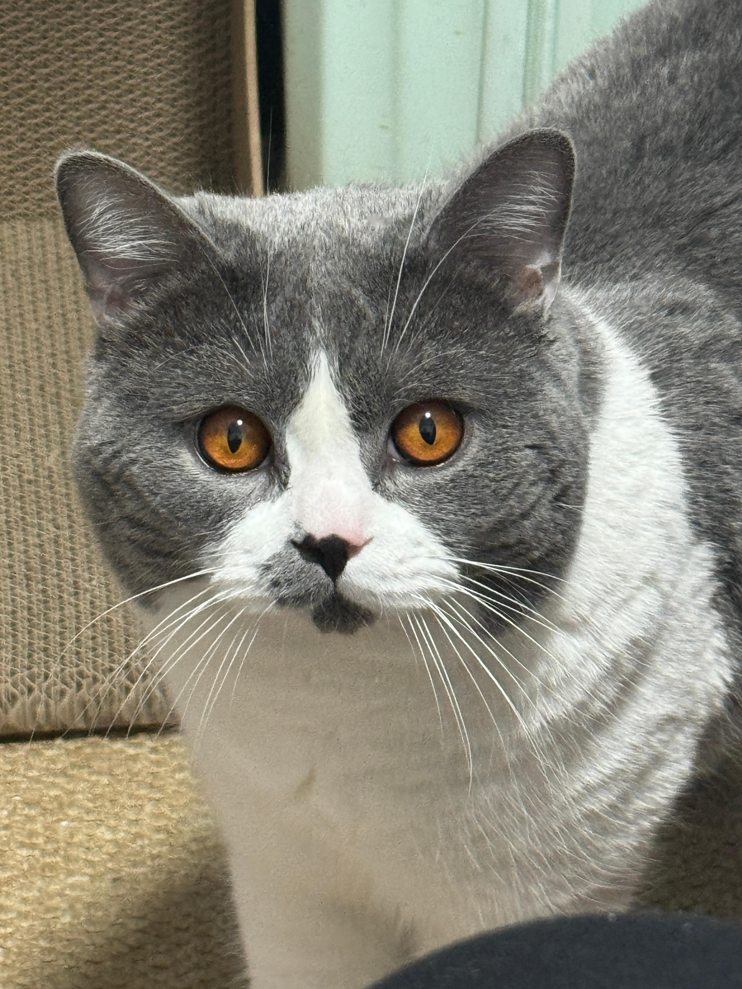 女子睡觉被15斤猫咪压致手腕骨折妈呀我想想也15斤，幸好他不和我贴贴睡觉，不知道
