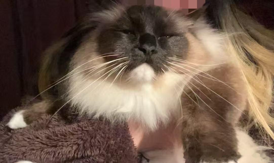 49862【丑猫】随手捞起家咪就是一拍，好沧桑 