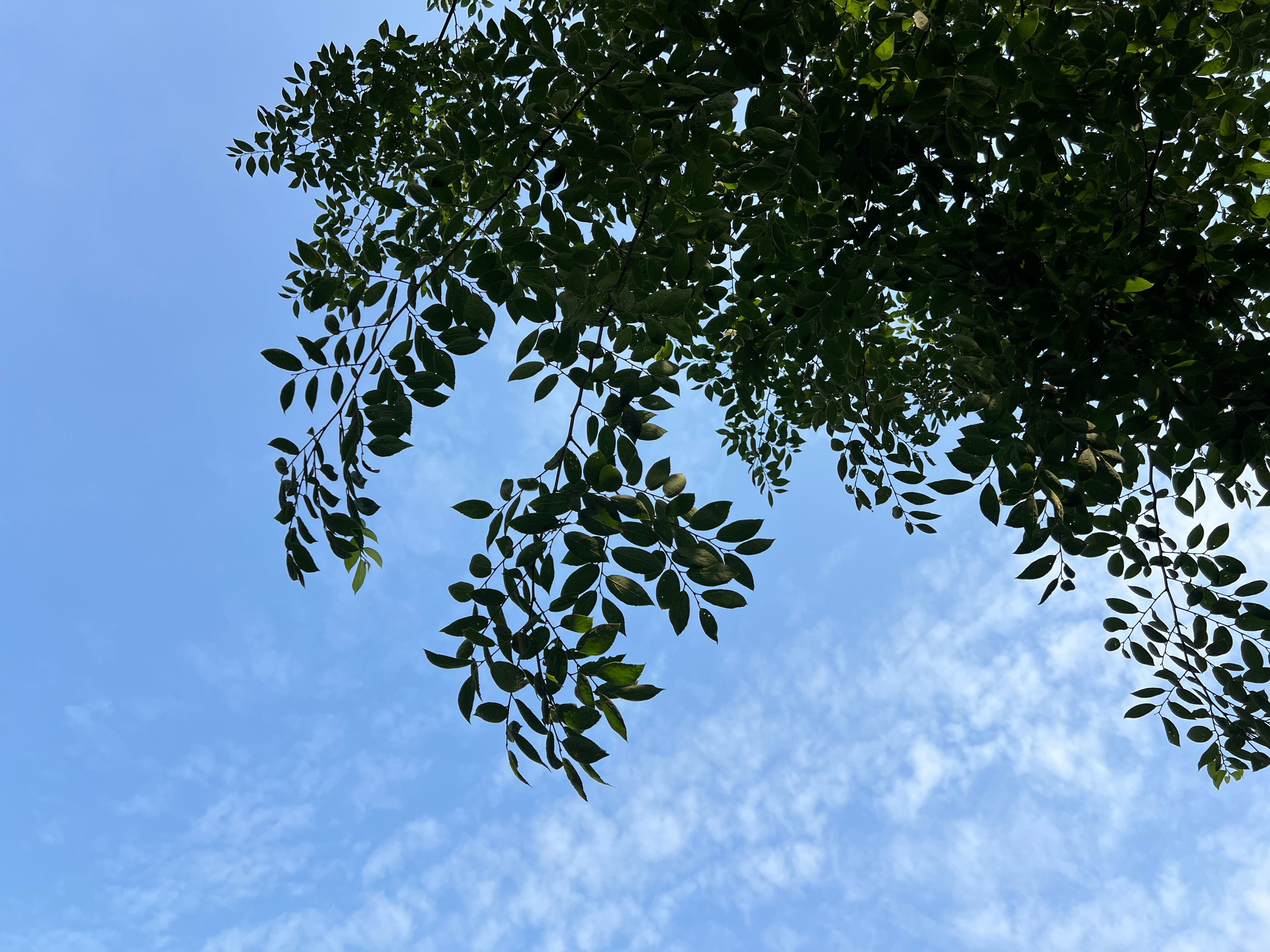 今日芒种，作为标志性的农耕文化符号，抬头望天，天气晴好。如今偶然撞见农事劳作的场