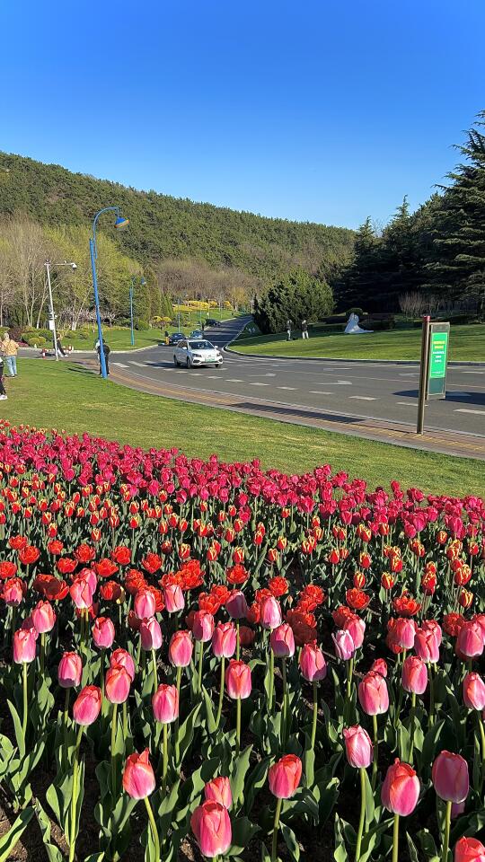 🌷在大连 在浪漫的春天