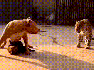 网​传烈​性犬咬死出逃未成​年金钱豹，官方​通报辟谣还原事件真实​经过，也再次引