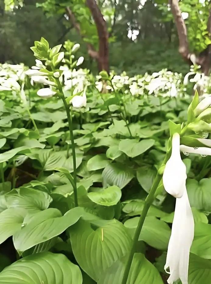 今天咱们来聊聊玉簪花，它是园艺界的“低调王者”！别看它名字听起来像古代贵妇的首饰