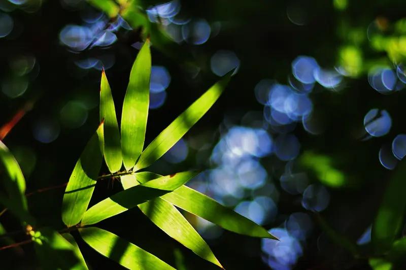 上联：梅枝邀月影，请对下联竹叶醉星光。