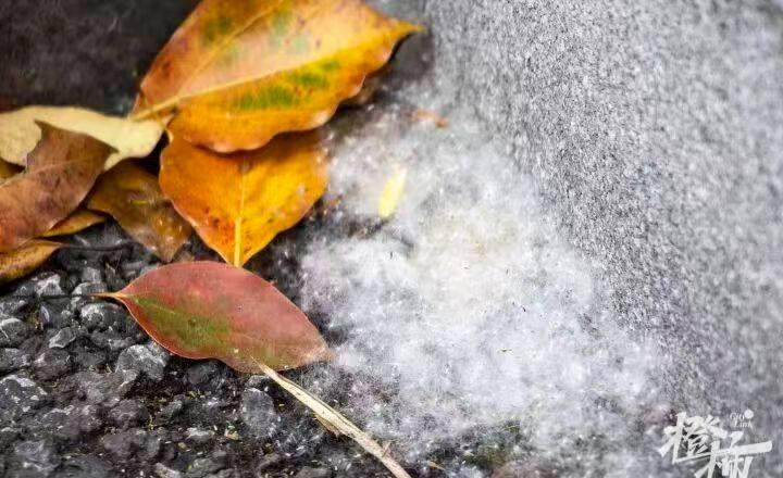 杭州超话杭州迎来飞絮期 进入4月，杭州飞絮也如期而至。碰到脸上痒痒的，一抓红一块