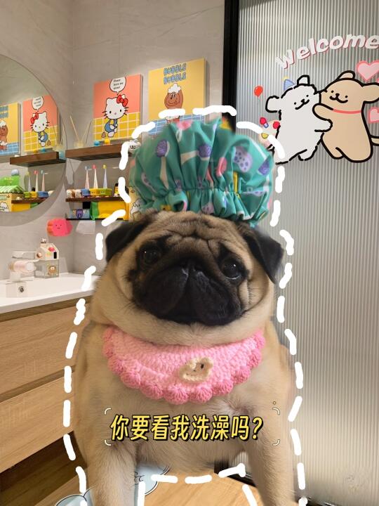 精致小狗:今天戴浴帽洗澡🚿