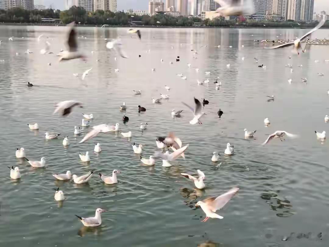 不止红嘴鸥！这些“稀客”也来汉中了

在这个寒意渐浓的季节里，汉江的水面依旧泛着