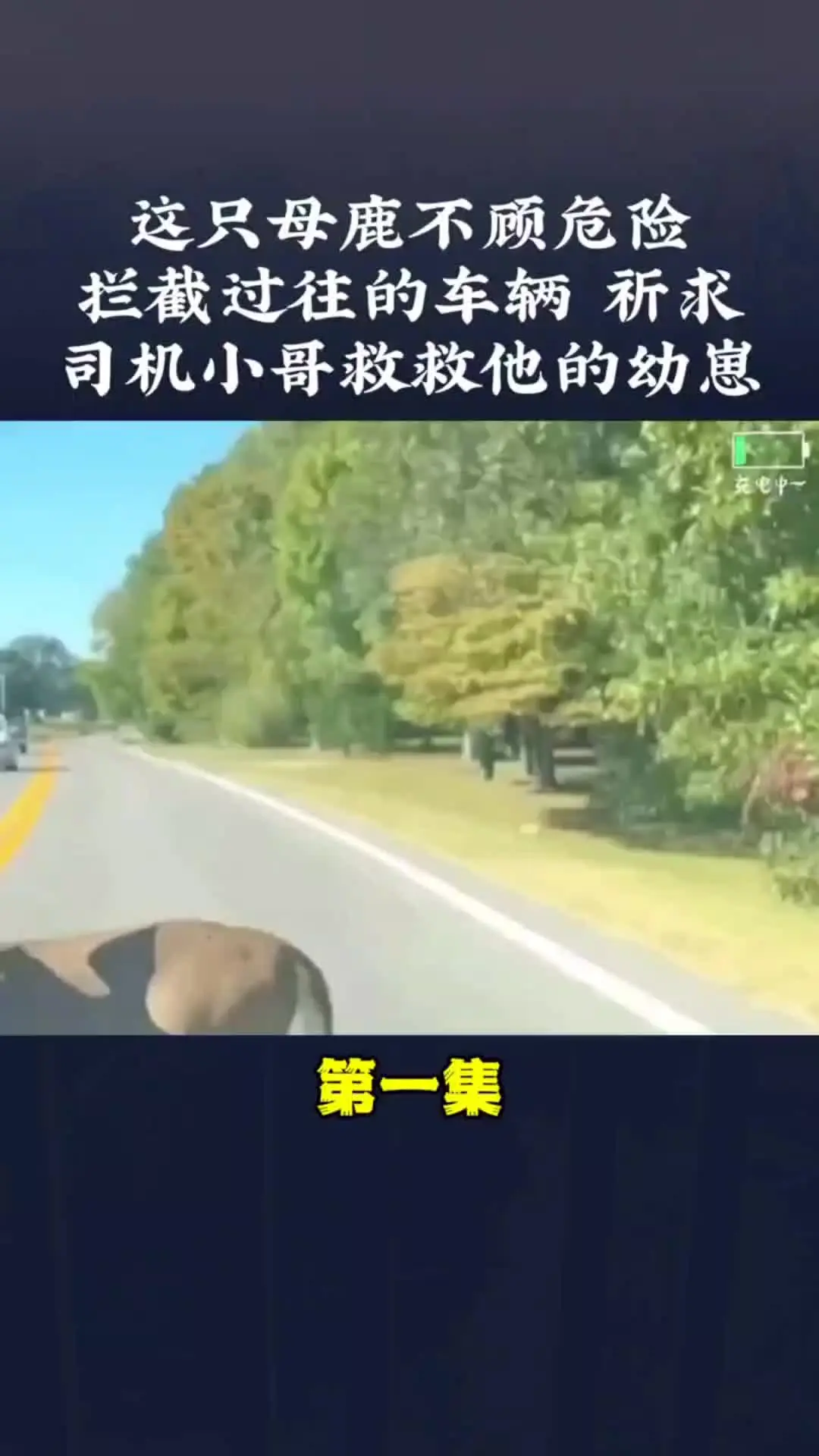 动物世界 内容启发搜索