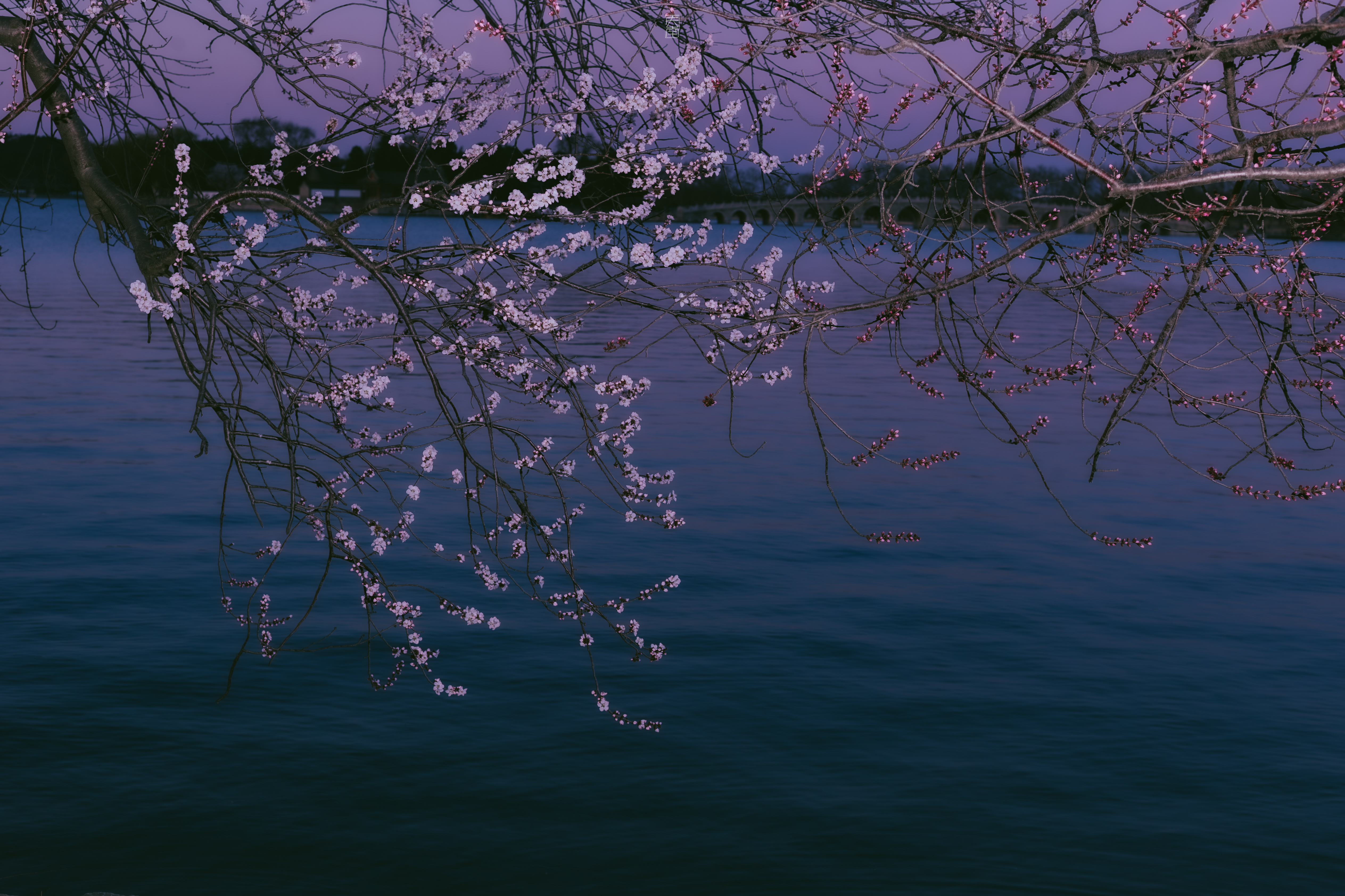 颐和园．春 | 十里桃花，半卷江南不要错过春天的夜晚🌸摄影
