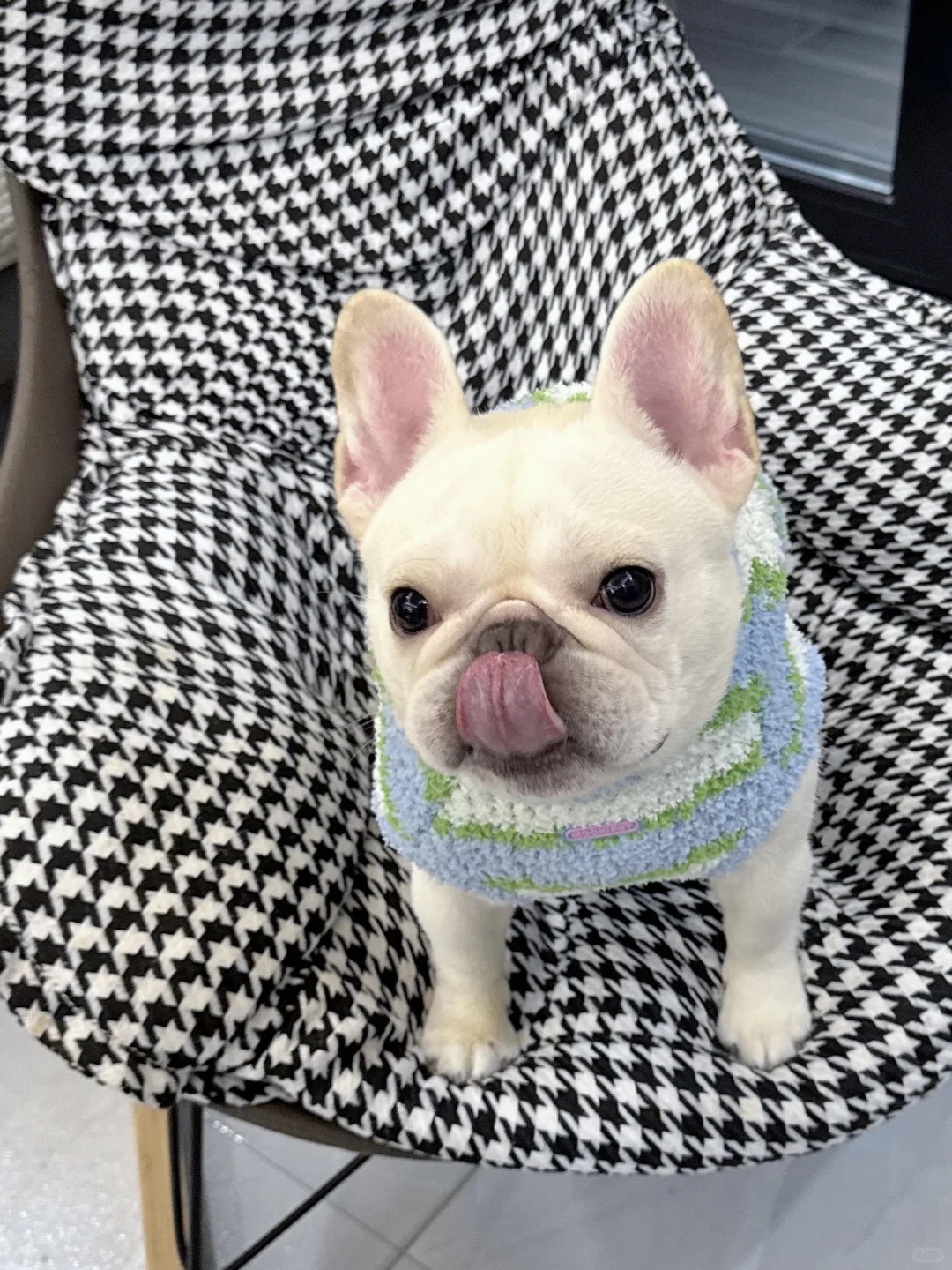 今天我是一颗椰香斑斓实心大福