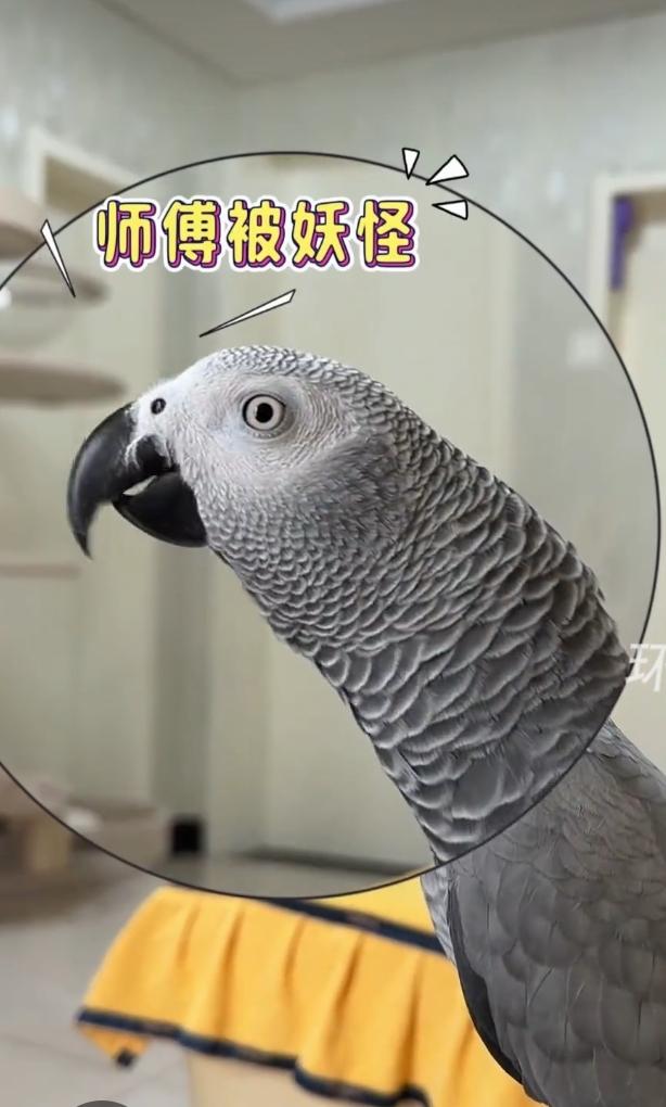 养只碎嘴鹦鹉有多好笑
家里养了只碎嘴小鹦鹉，日常热闹程度直接拉满，体验感又好气又