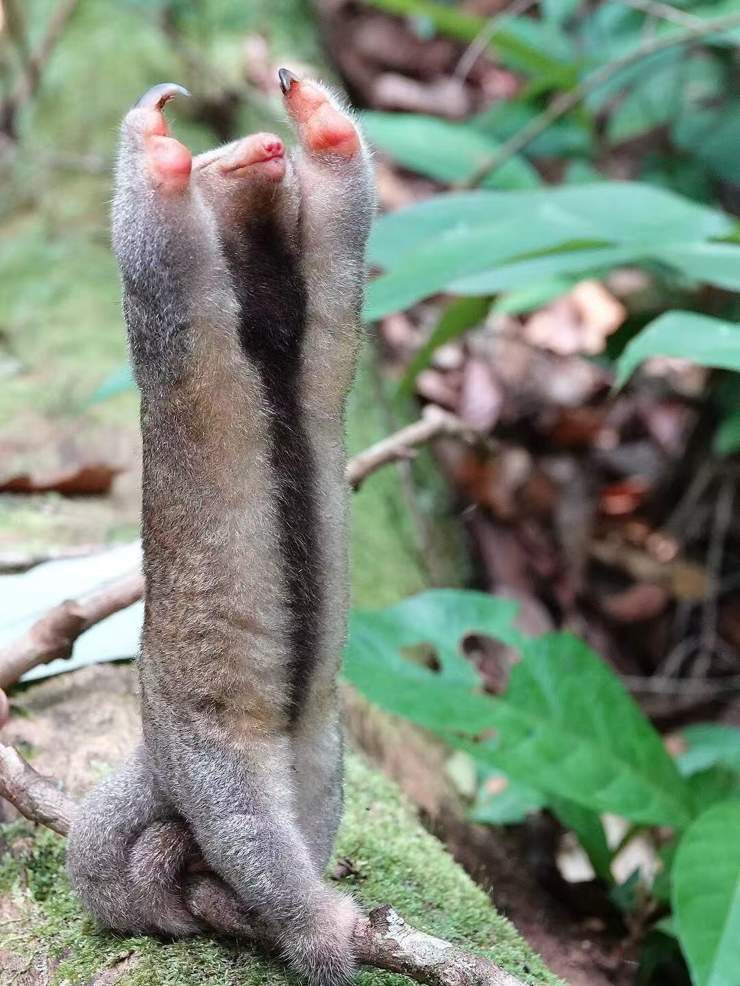 体型最小的食蚁兽——侏食蚁兽动物科普奇妙生物圈 ​​​