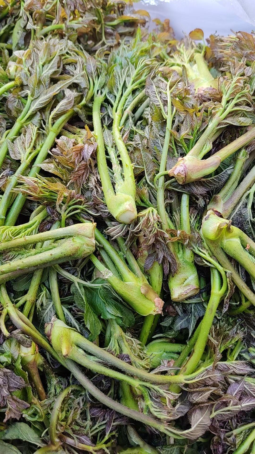 深山时令山野菜齐全上架！刺嫩芽、苦嫩芽、大叶芹、猴腿、刺果棒、广东菜、猫爪子、黑