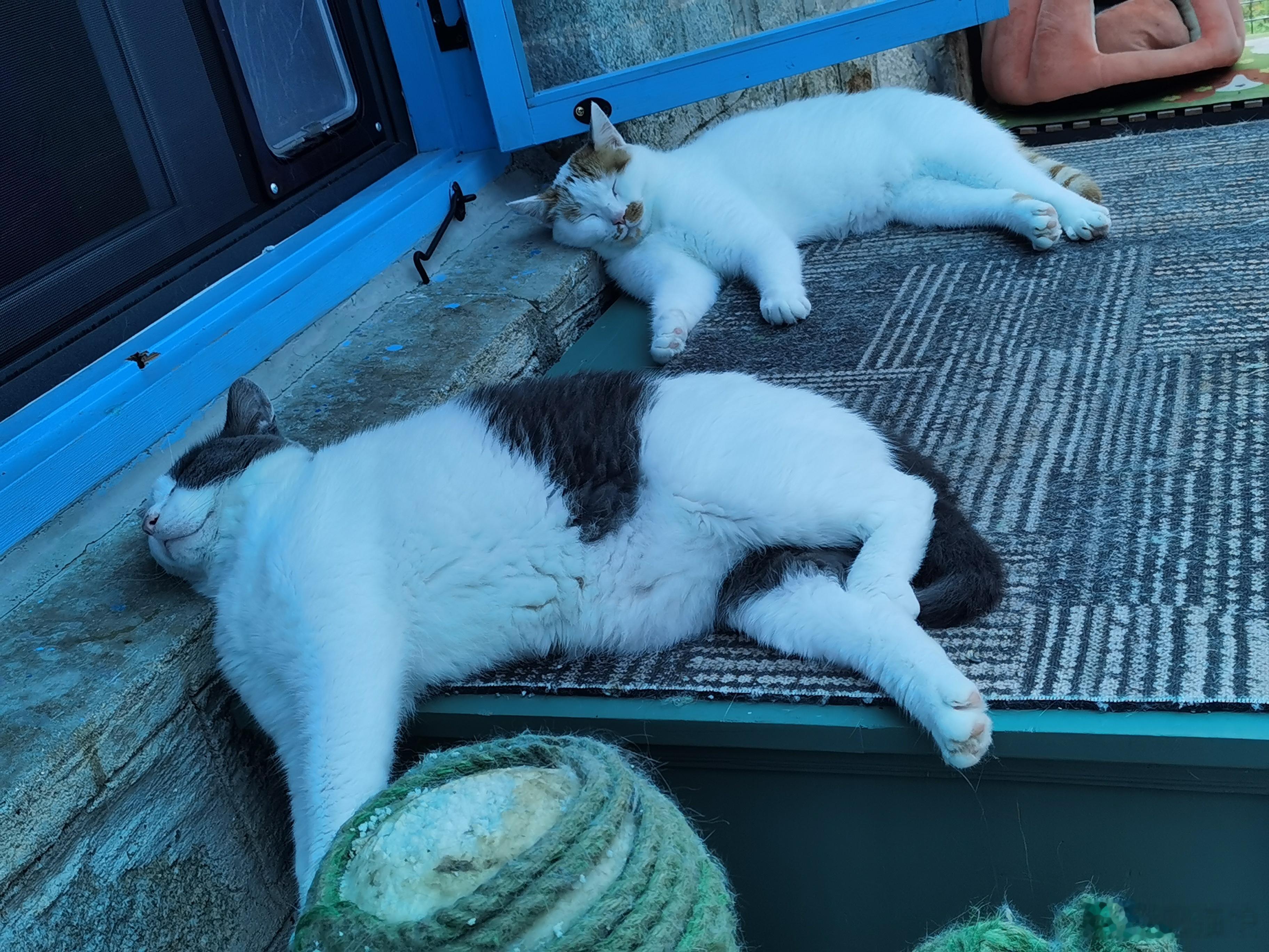猪猪和小鹿小哥俩枕着窗台睡的真香