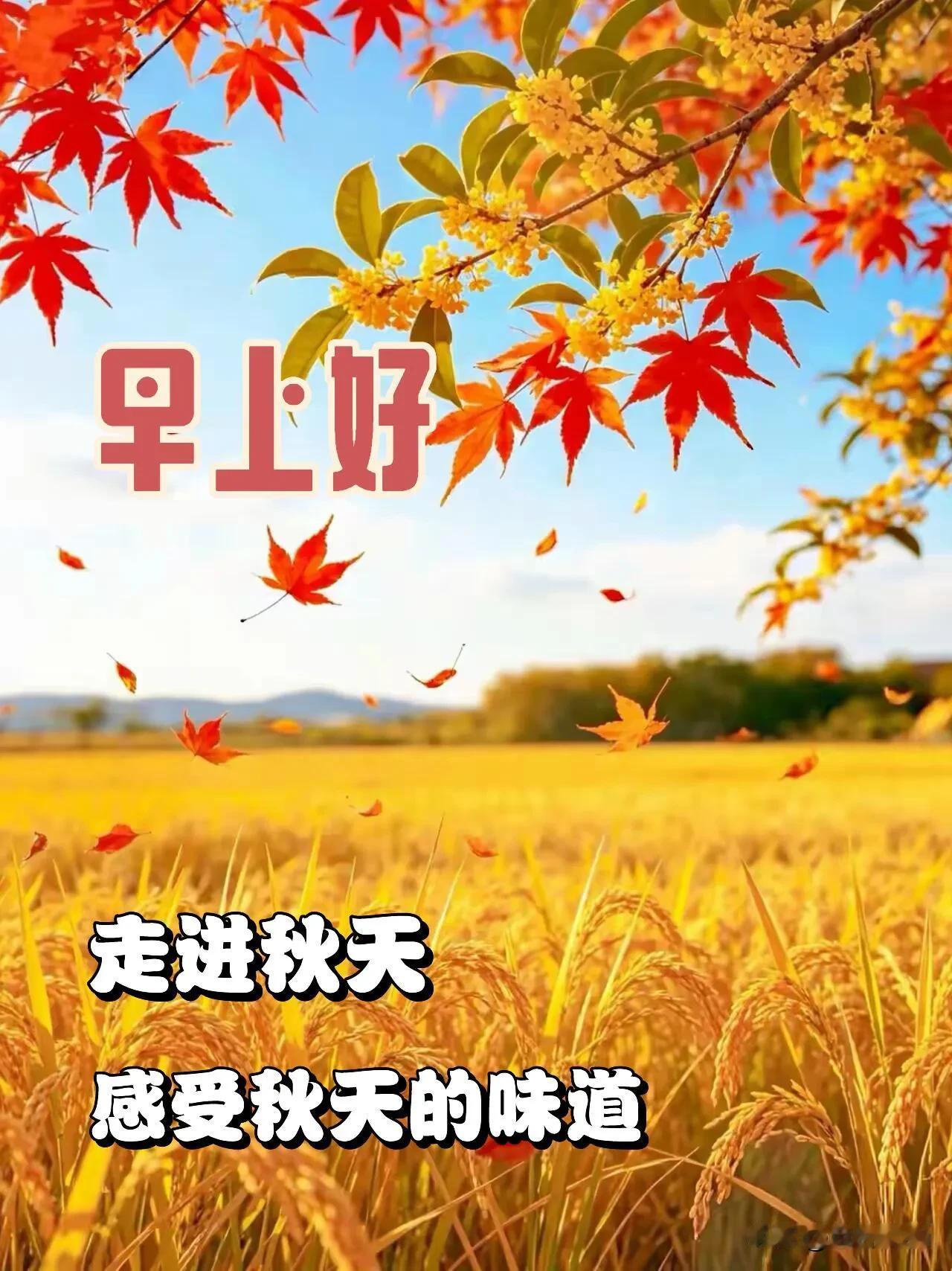 桂香漫野，红叶知秋，愿秋日安然，早安吉祥。