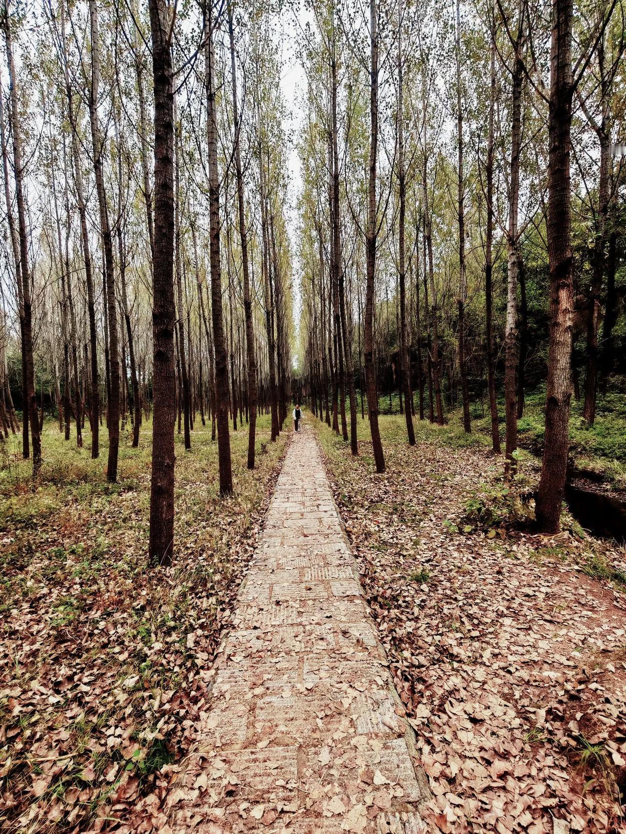 玉蝴蝶·暮秋感怀
芳芳




云轻心淡无愁，叶旋鸟啁啾。瘦柳吊堤头，孤帆伴鹭鸥