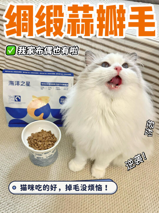 救命！！我家布偶猫终于养出绸缎蒜瓣毛了😭