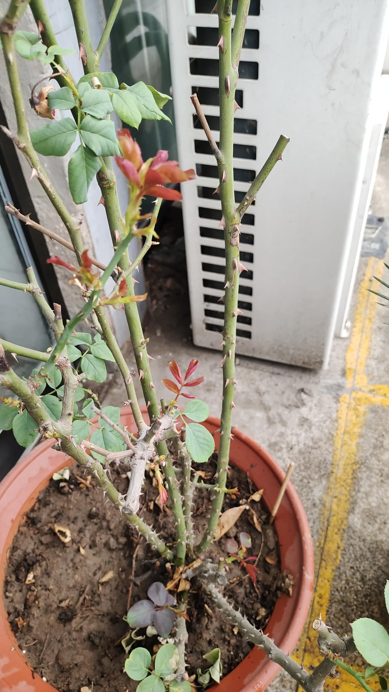 前段时间我回家了几天，回家之前公司的月季还长得好好的，怕他们不知道浇水，我还特意