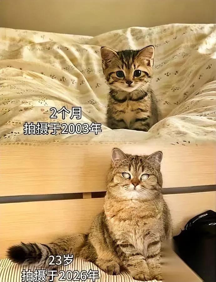 我家猫今年23岁。

说出来你可能不信。

它现在连常睡的被窝都找不到在哪。
