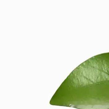 橘子通用种植教程一、种植方式选择1. 种子播种用食用橘子籽培育，成本低，仅适合观