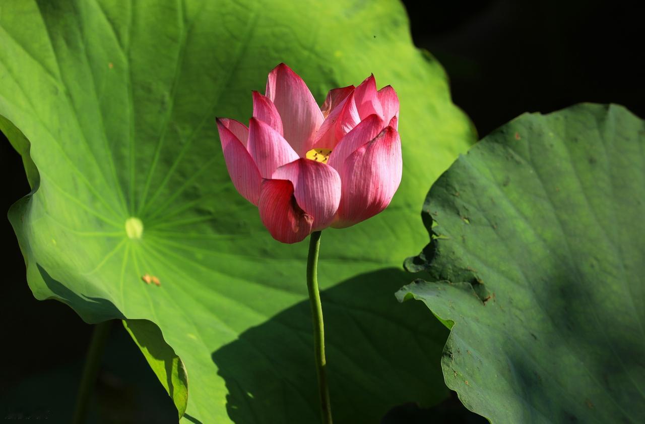 人最原始的天性赤裸裸地呈现在你面前，你看到的时候不由得感到恐惧，因为你看到的是自