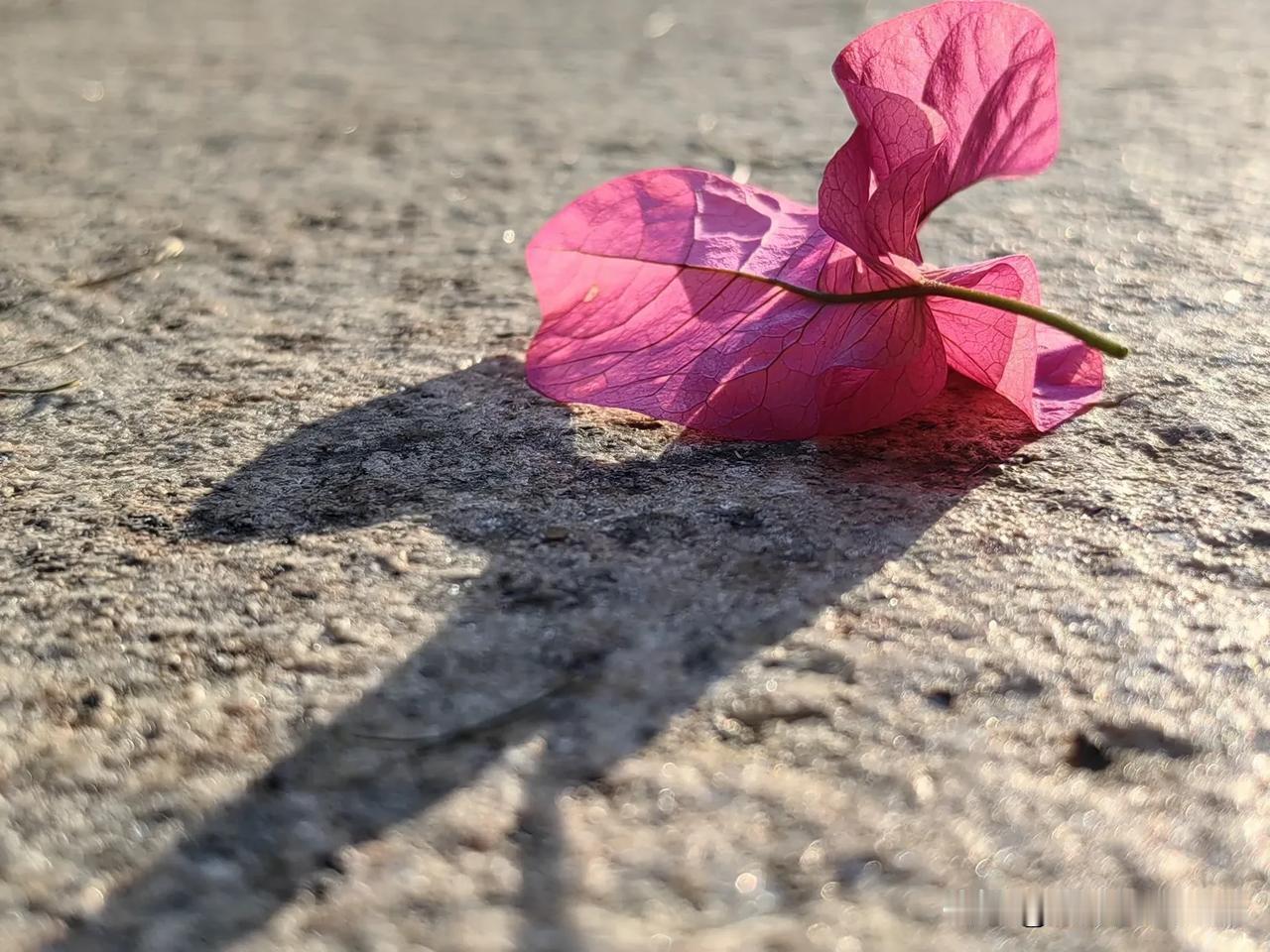 今天早上，我在小区散步，阳光明媚，，感觉花儿特别好看，于是随手拍了几张照片。
#