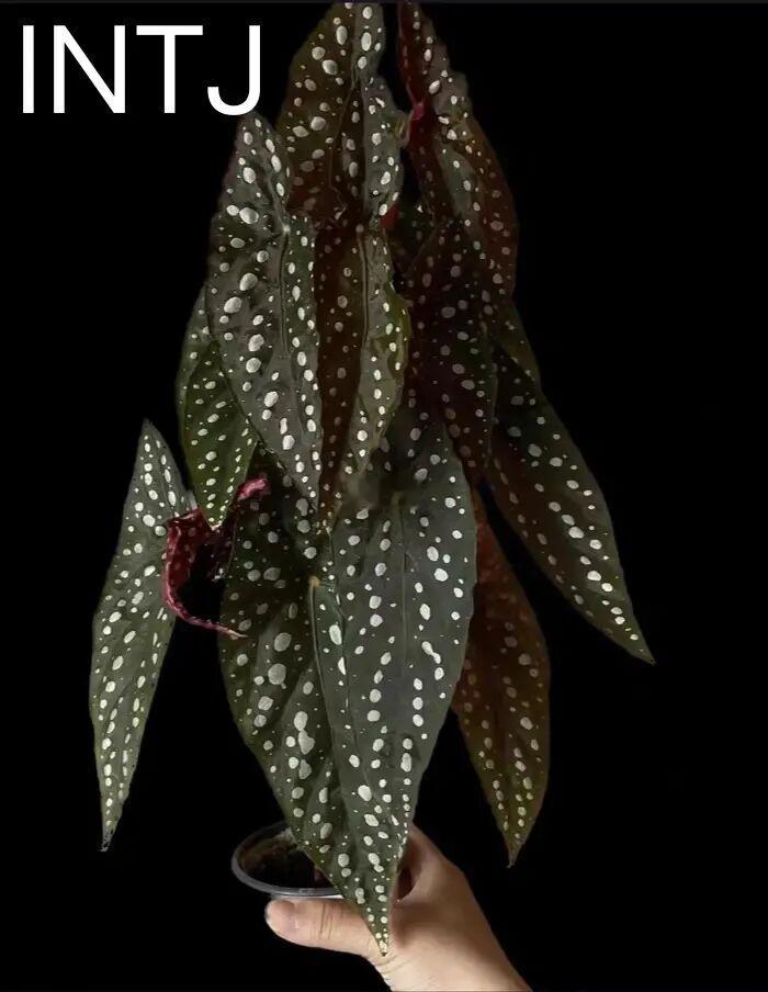 INTJ是不是反PUA第一名🥇