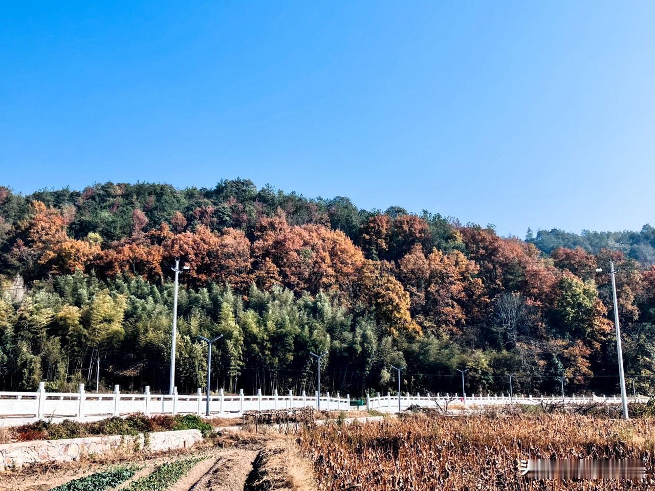 《晴大雪》

焦枯残荷黄，靓彩冬岗苍。
晴朗大雪日，美坞无琼芳。

漠驼 影诗