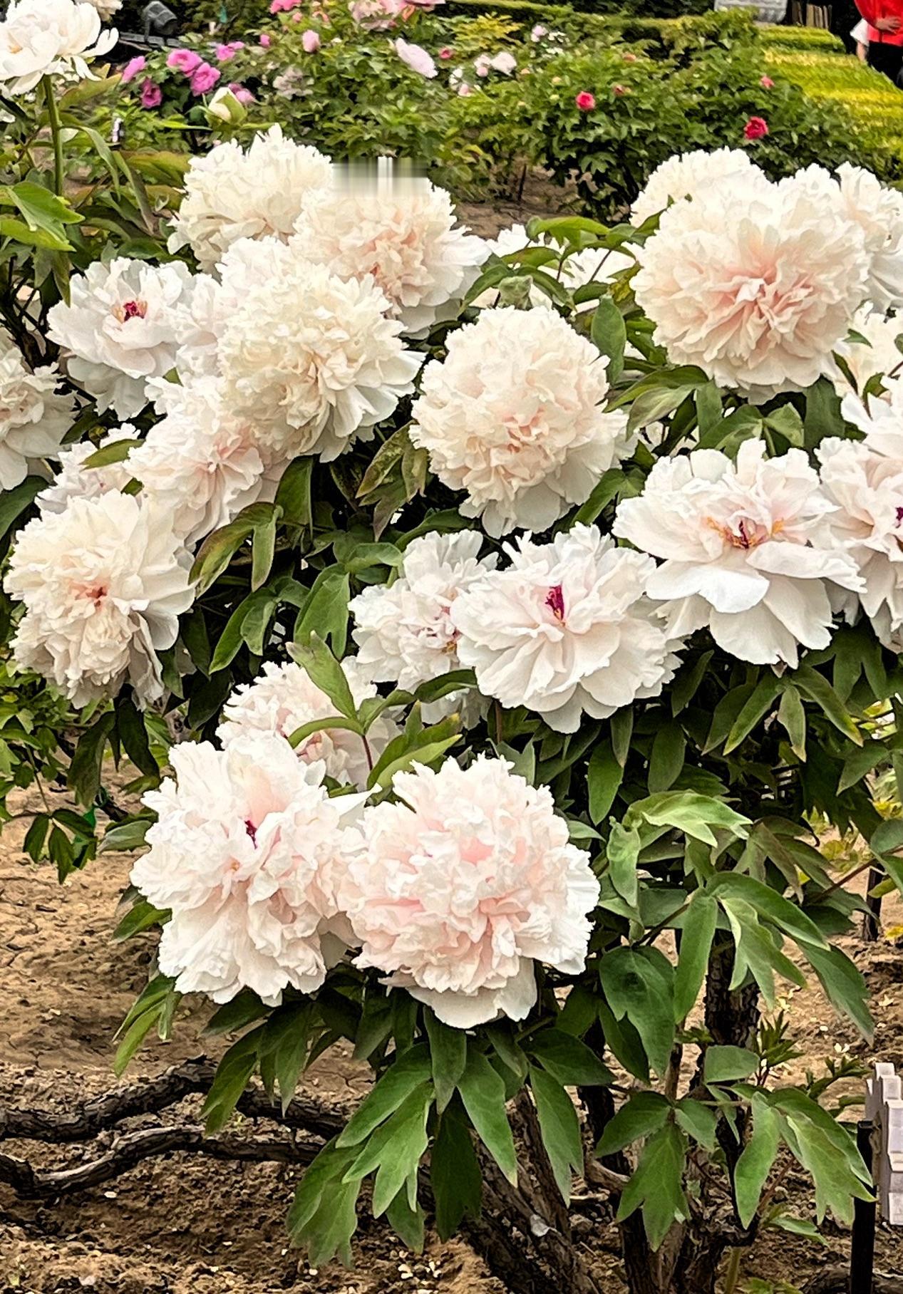 白色牡丹‌花象征‌着高洁、端庄秀雅‌，代表纯洁无瑕与高尚品德。友友们：你们喜欢白