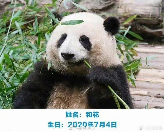 旅行社就一导游称花花残疾致歉【导游称大熊猫“花花”是残疾，旅行社致歉】 旅行社回