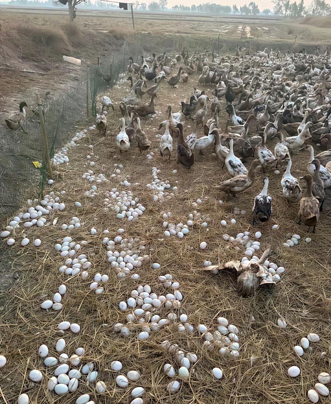 一天能下那么多的蛋啊！这不发财了！