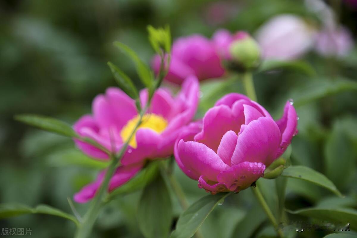 这些“中药之花”，你知道几个？

1.芍药——散瘀通络，柔肝止痛，美容

2.款