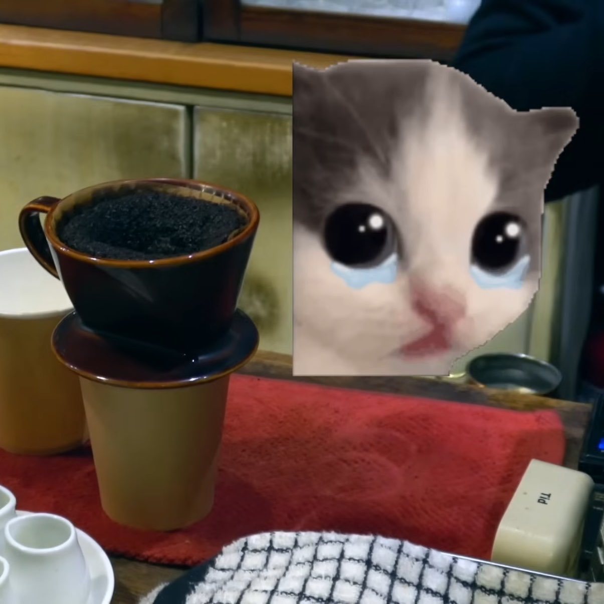 喵喵喵喵喵 