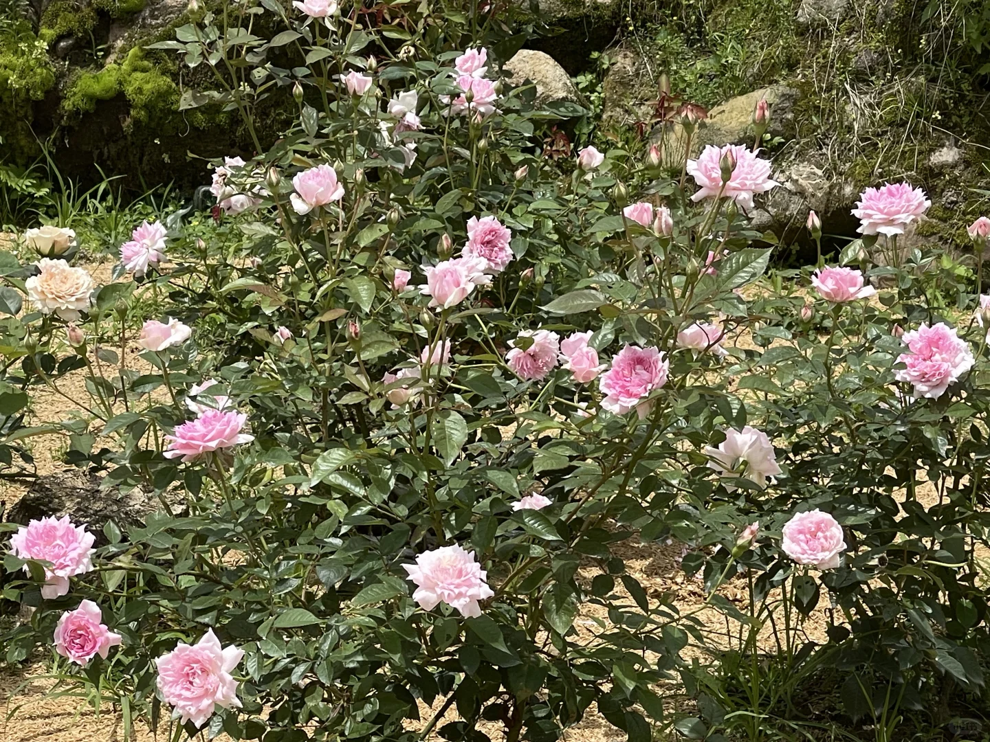 河本麻纪子 镂空