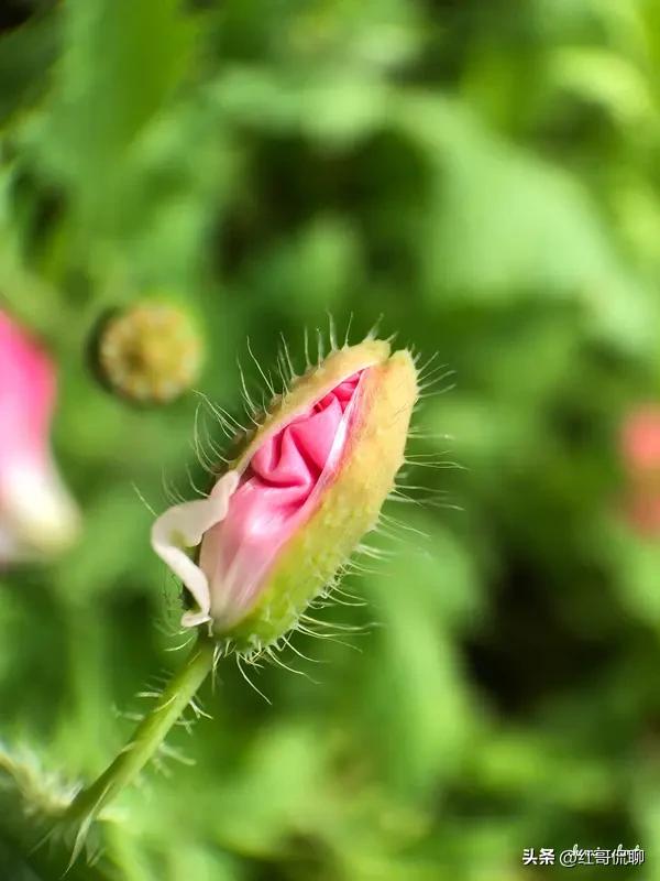上联：绿叶重重美，请下联花儿瓣瓣嫩