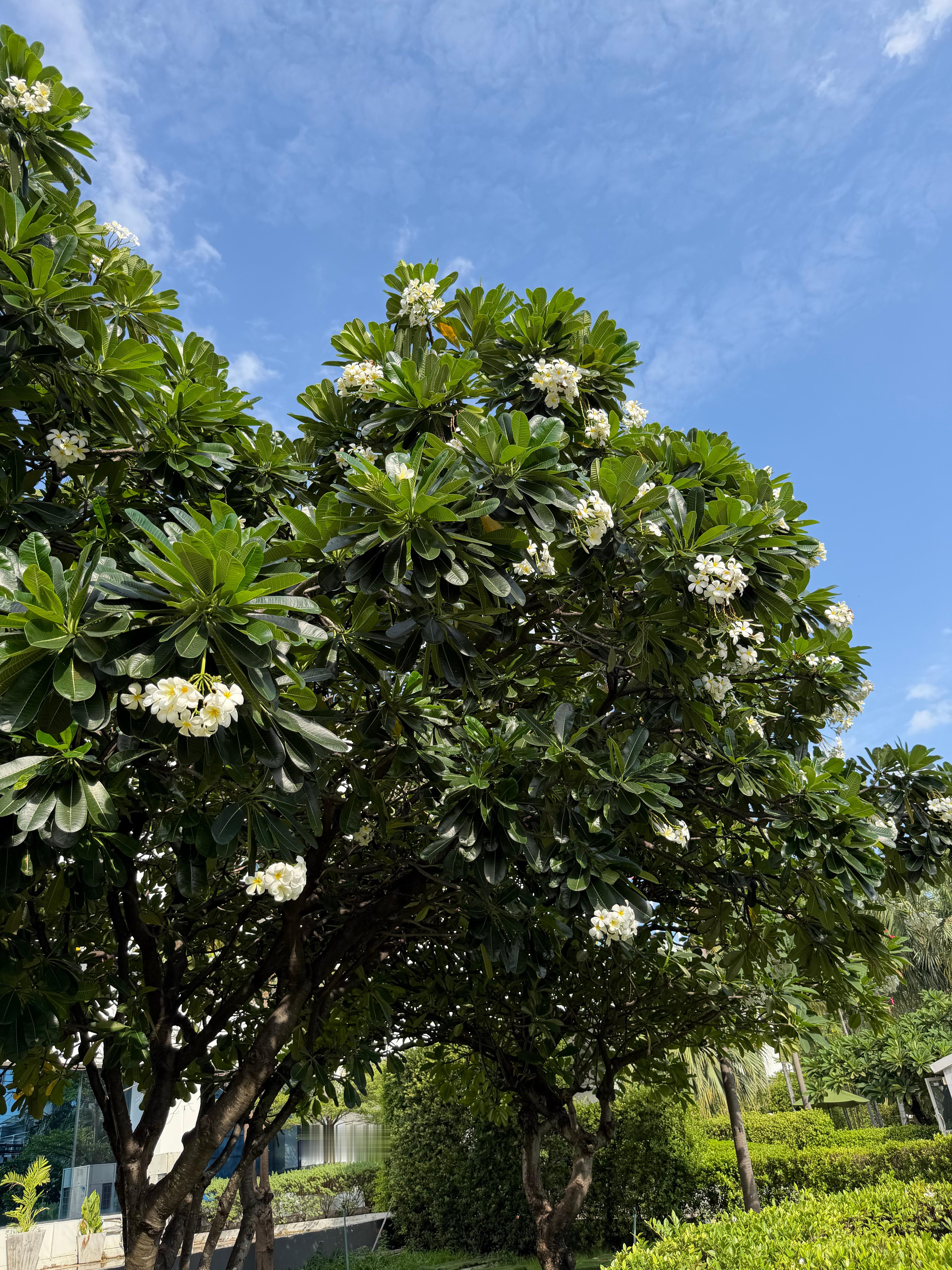 一张图证明我来过这里 曼谷，蓝天白云下，鸡蛋花开。 泰国·BangkokThai