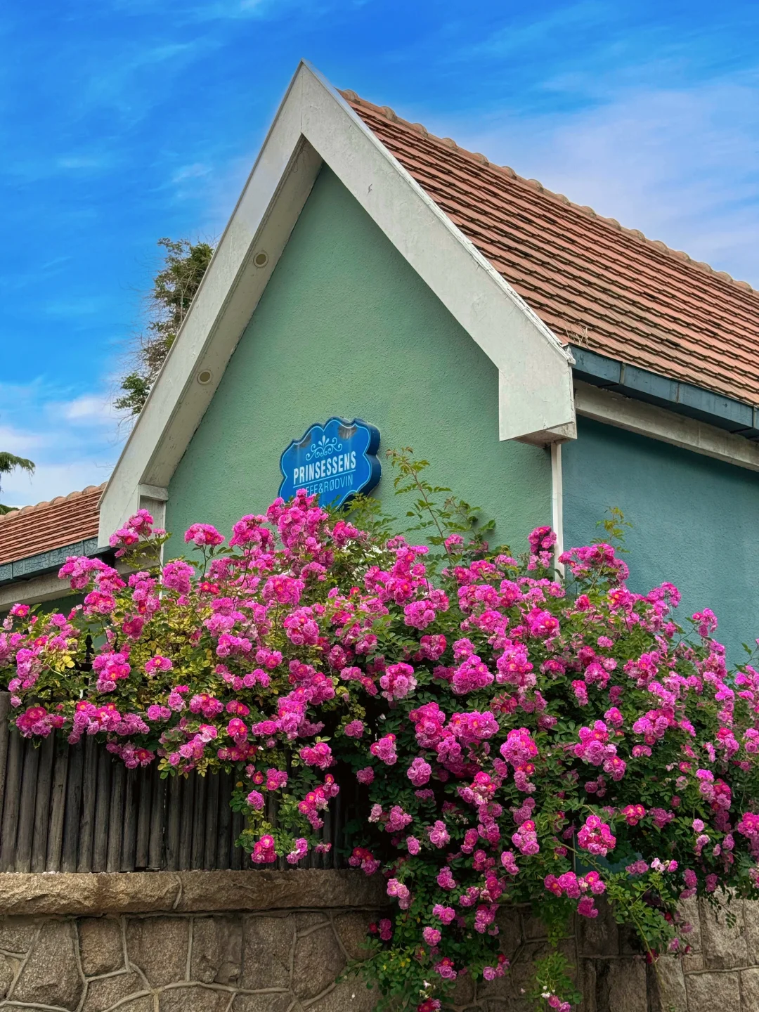 八大关赏花攻略！1️⃣定要看这份省时省力路线