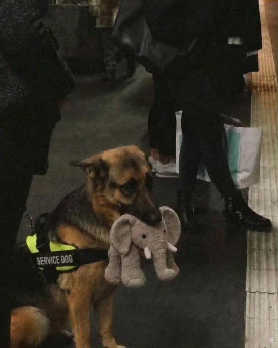 德国牧羊犬因不放毛绒大象未过考核威风稳重的德国牧羊犬莱克，本来各项训练都达标，距