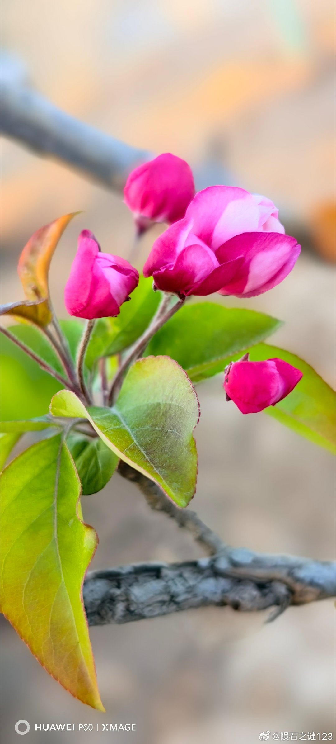 最美人间四月天，却道海棠依旧。海棠