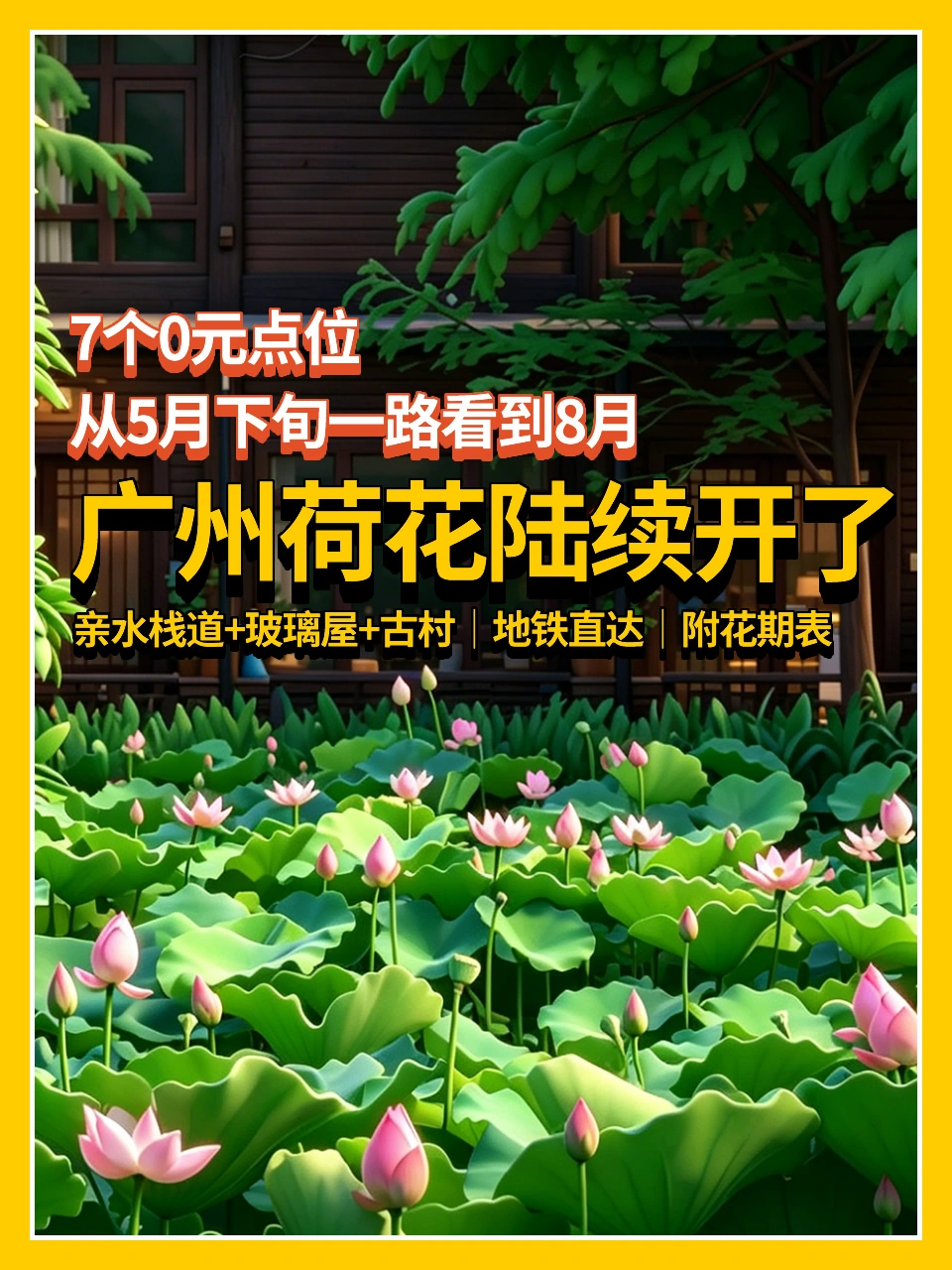 广州荷花陆续开了👉从5月下旬一路看到8月
