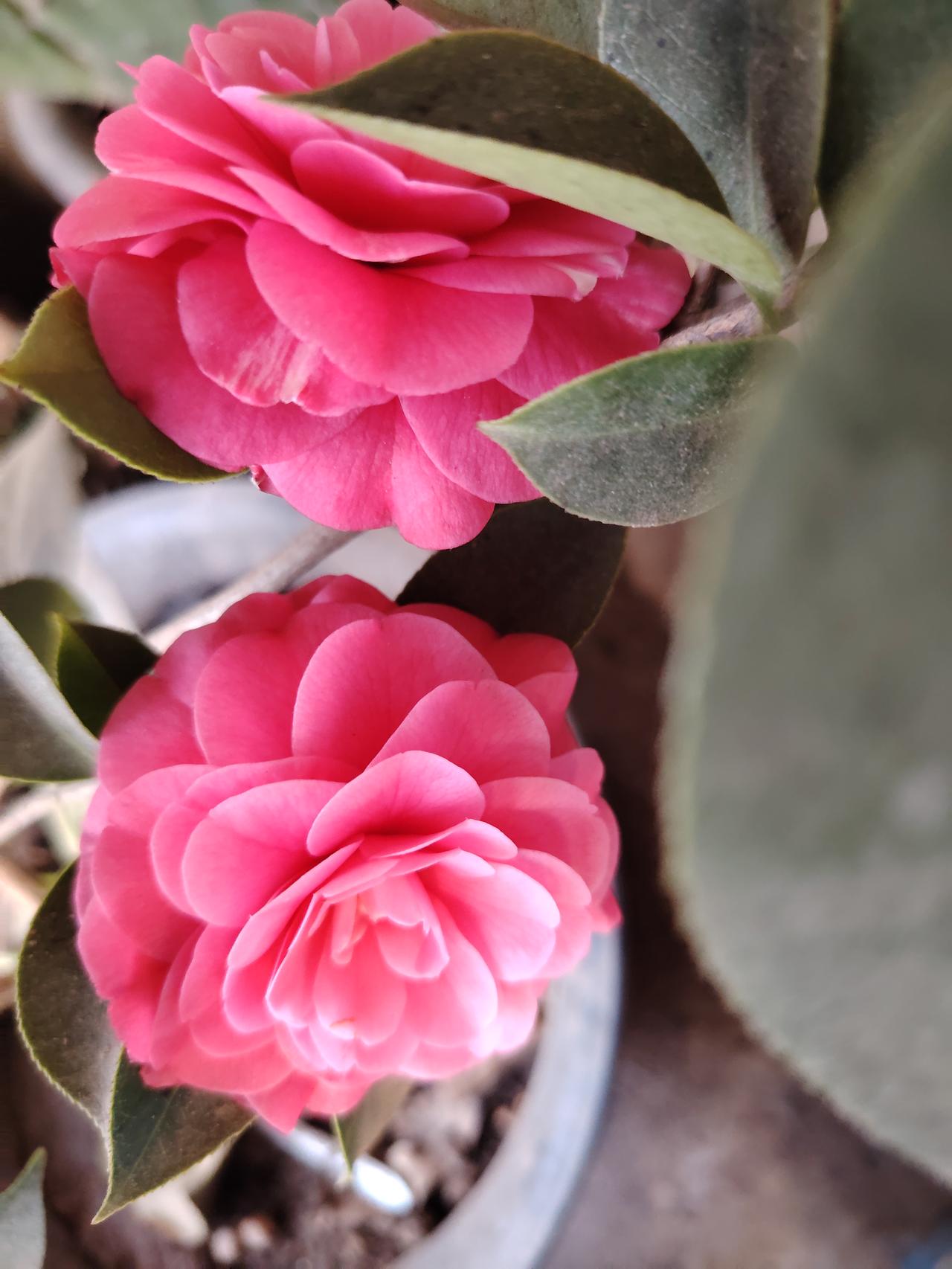 记录我的2026家里养的茶叶花开了，两天的功夫，开了两朵，争相斗艳，互相比美，我