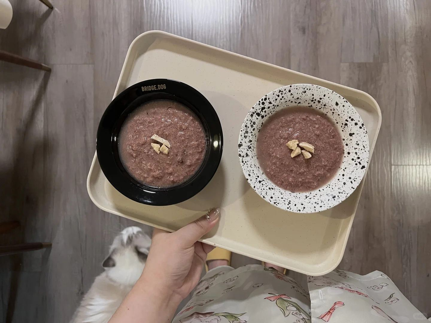 🥣二猫吃饭日常