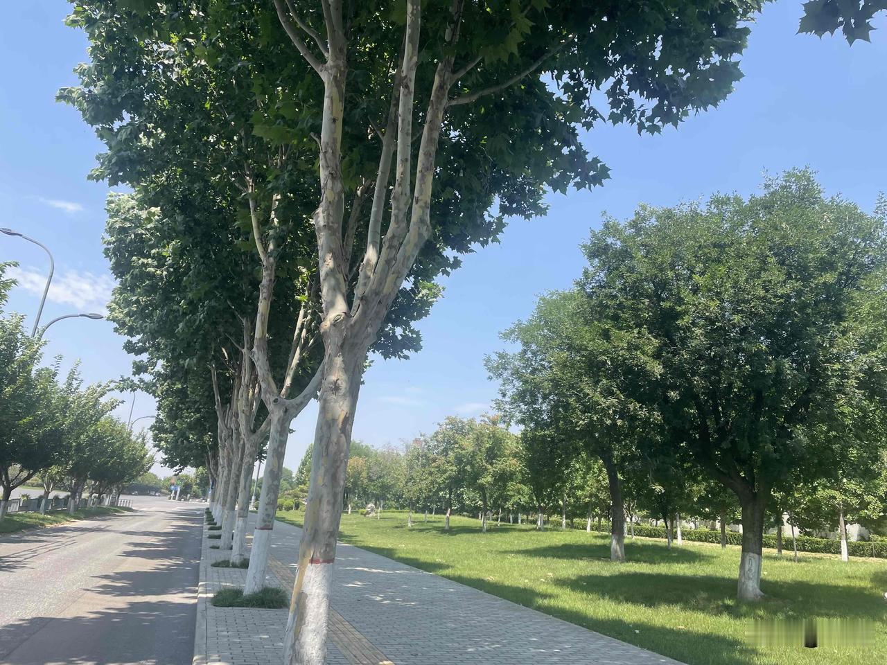 【七律•轻汗微微透鬓根】
轻汗微微透鬓根，明朝端午艾熏门。
祈福彩线缠双臂，绣锦