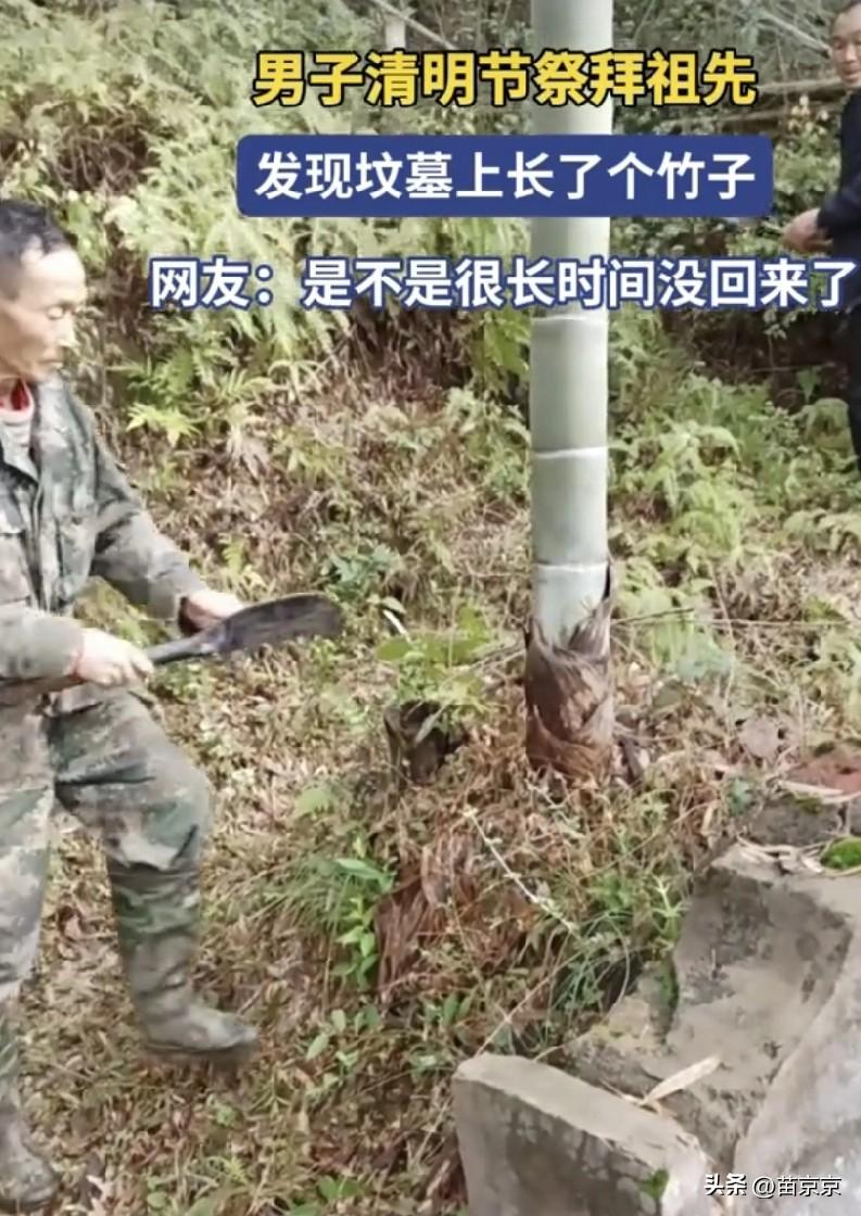 按老家的说法，坟上长竹子寓意不好，根系还容易钻到棺木里，对后人也不吉利。

当时