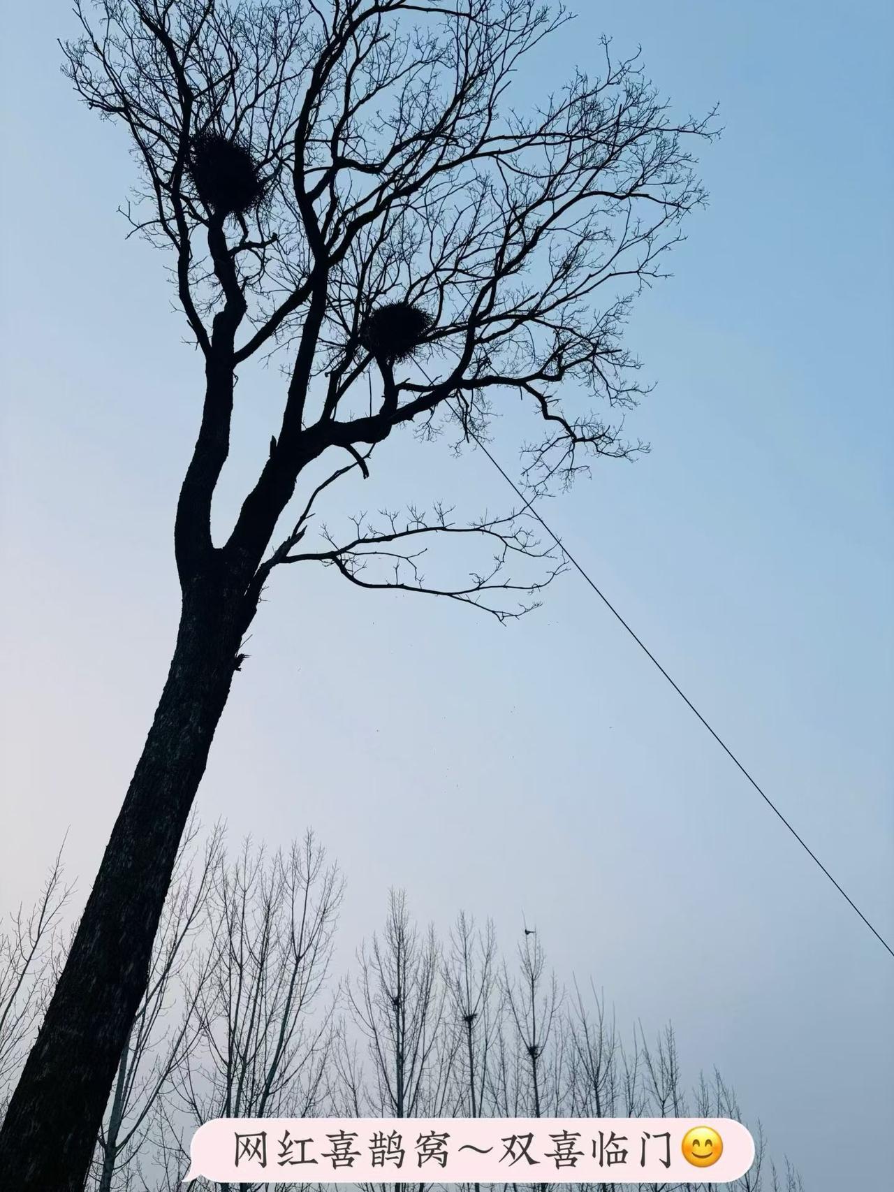家门口树上的两个喜鹊窝，看来真的要双喜临门了！
喜鹊，在中国传统文化中一直是吉祥