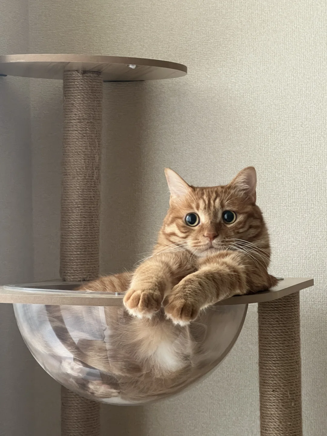 右滑萌妹变老头